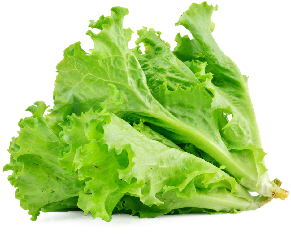Salad Lettuce